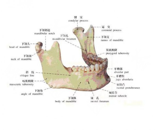 下巴骨骼图