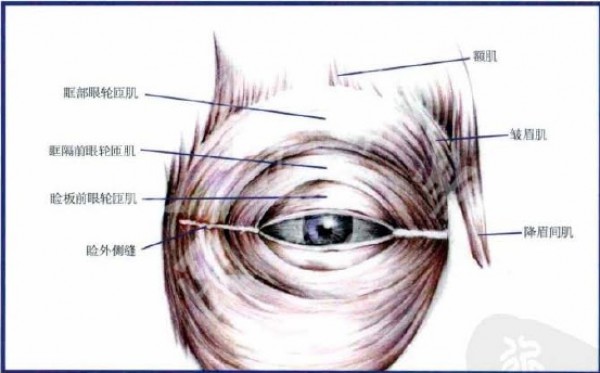 双眼皮解剖结构层次图