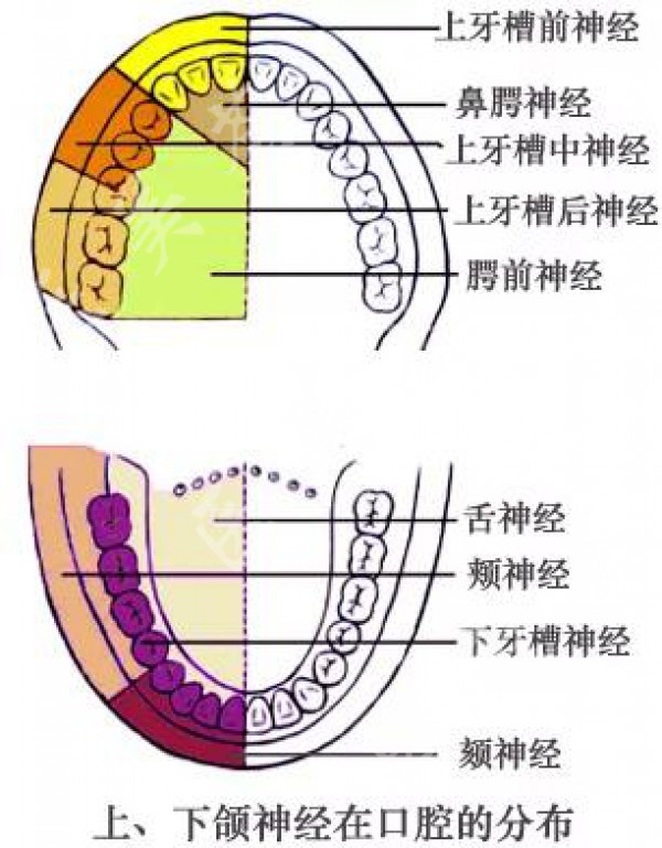 下颌神经分支示意图图片