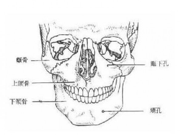 颧骨孔图片