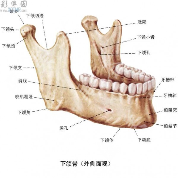 下颌角照片