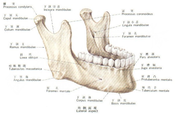 牙槽骨下颌骨解剖图